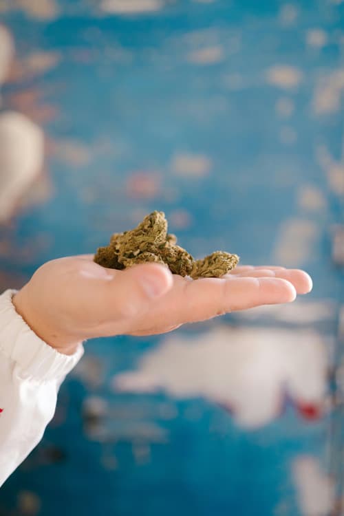 A hand holding a small pile of cannabis buds A hand holding a small pile of cannabis buds against a blurred blue and white background.